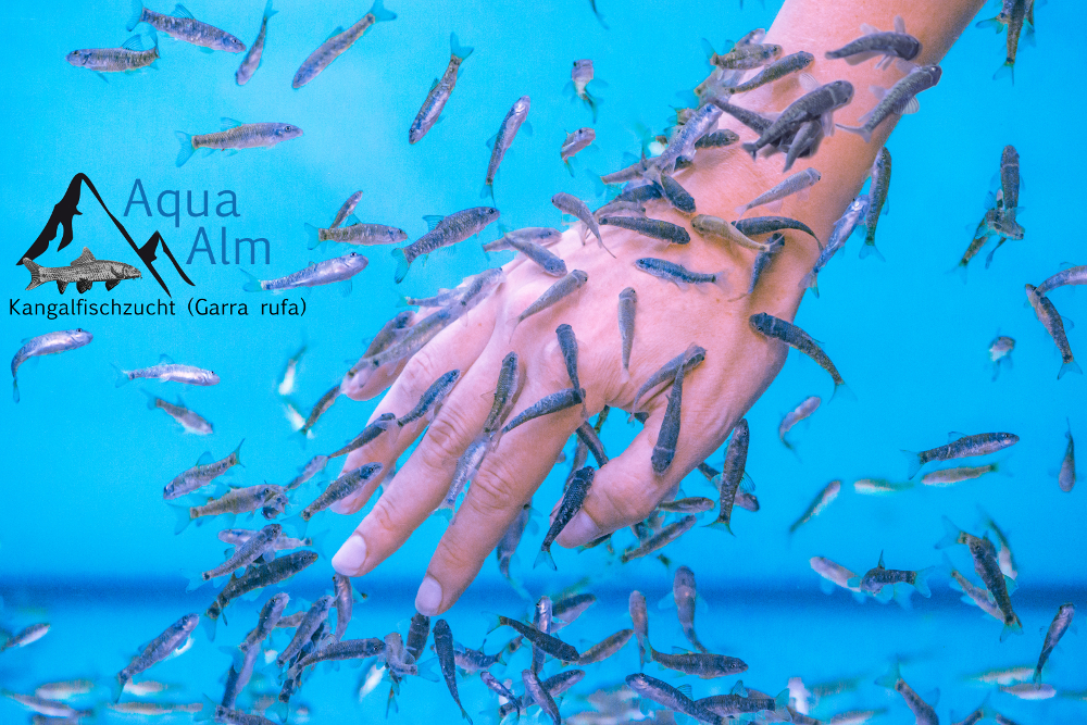 Handkontakt Garra Rufa